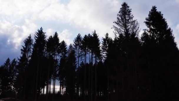 Een Schaduw Van Een Naaldbos Voor Avondwolken — Stockvideo