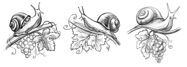 Asma üzümlü salyangoz. El çizimi illüstrasyon