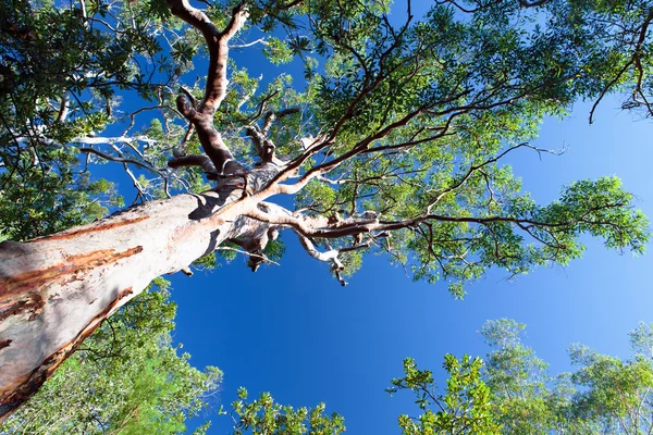 Árbol de goma —  Fotos de Stock