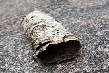 Sonbahar toprak ve ağaç kök