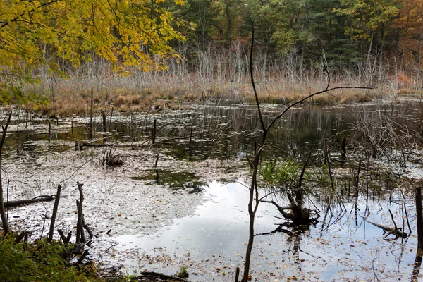 Walden Pond Les — Stock fotografie