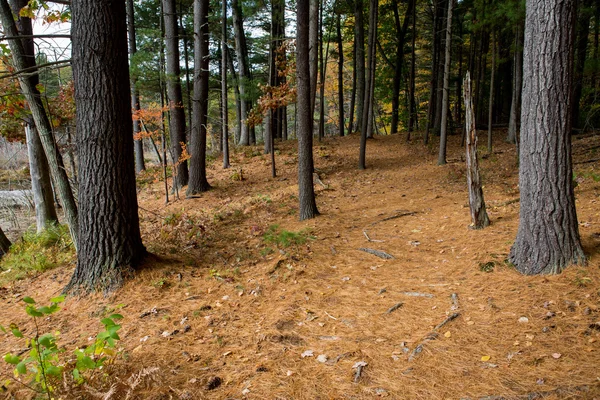 Walden Pond orman — Stok fotoğraf