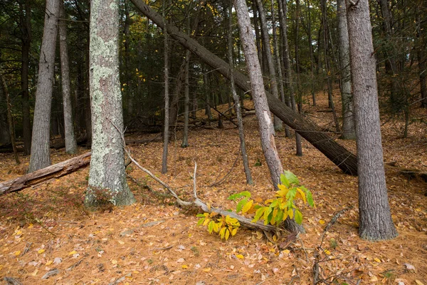 Walden Pond orman — Stok fotoğraf