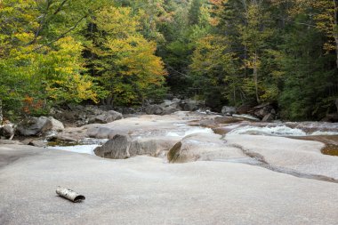 sonbahar orman ve su