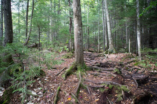 Herbstlicher Waldboden — Stockfoto