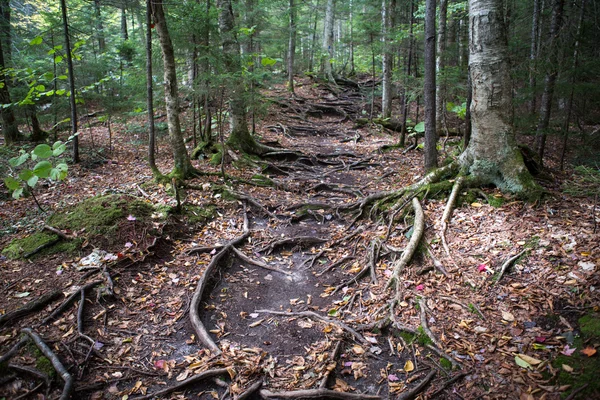 Fondo foresta autunnale — Foto Stock