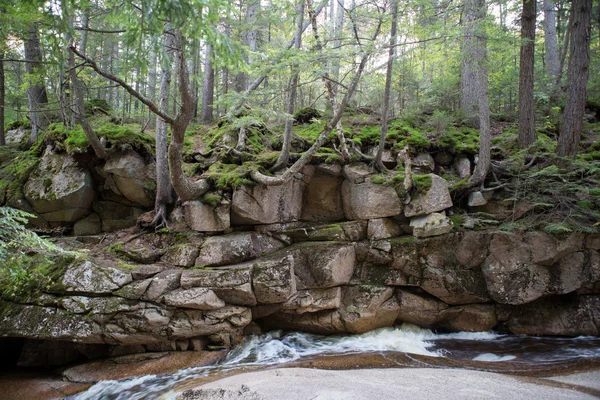 Bosque otoñal y agua — Foto de Stock