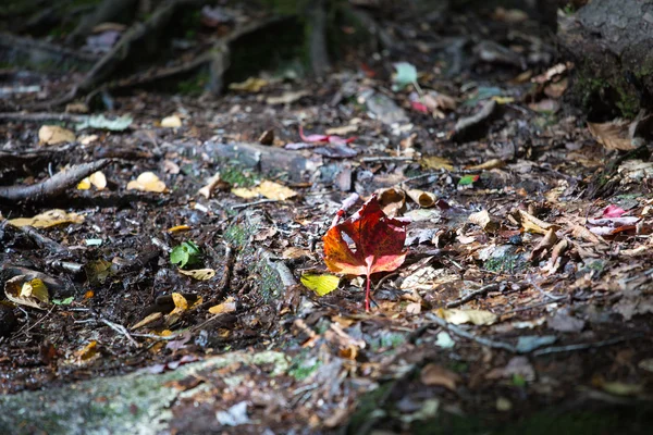 Sonbahar orman alanı — Stok fotoğraf