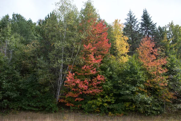 Az őszi fák — Stock Fotó