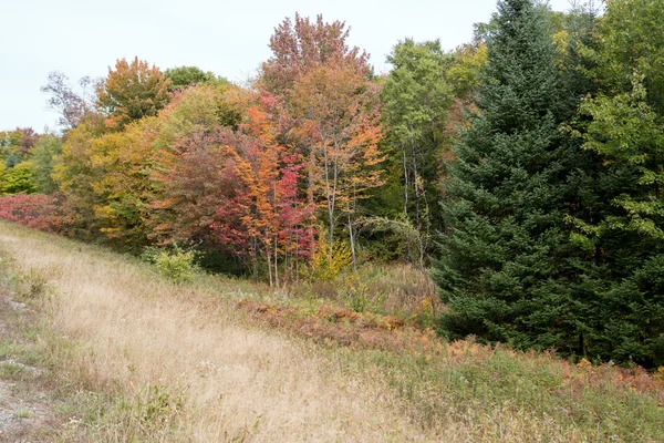 Trees in autumn — Stock Photo, Image