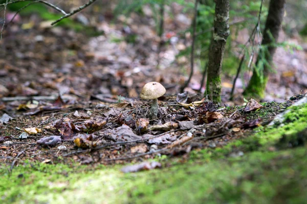 Fondo foresta autunnale — Foto Stock