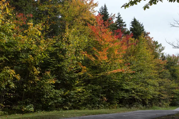 Az őszi fák — Stock Fotó