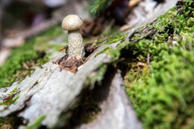 Sonbahar orman alanı