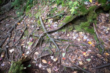 Sonbahar orman alanı