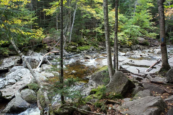 Bosque otoñal y agua — Foto de Stock