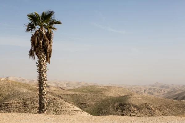 高山和沙漠中的棕榈树 — 图库照片
