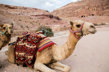 Petra, Ürdün 'de develer