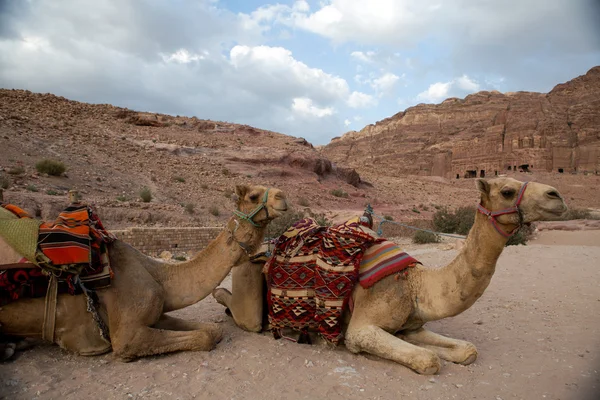 Kamelen in Petra, Jordanië — Stockfoto