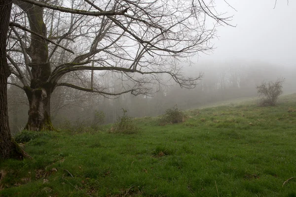 Mlha na hoře ve francouzských Pyrenejích — Stock fotografie