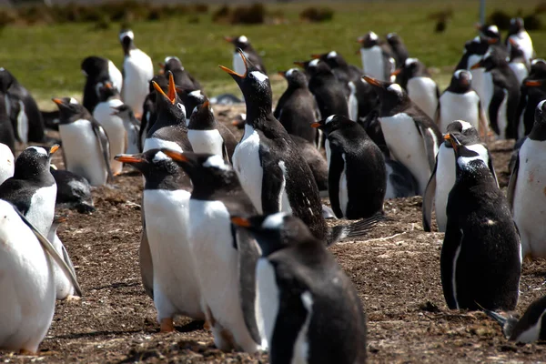 Koloni Gentoo Penguins Vid Volontär Point Falklandsöarna — Stockfoto