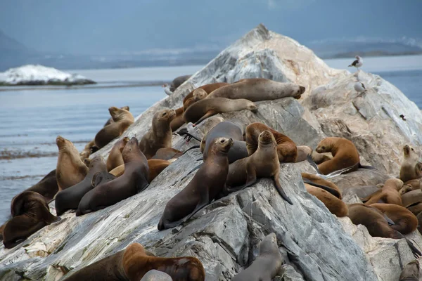 A colony of Sea Lions in Beagle Channel, near Ushuaia, Argentina.