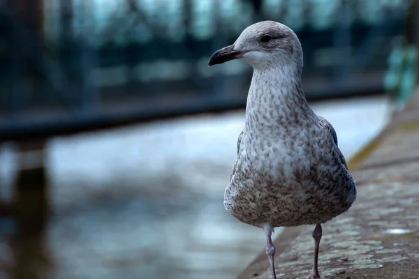 Porträt Einer Möwe Die Der Nähe Der Themse Steht — Stockfoto