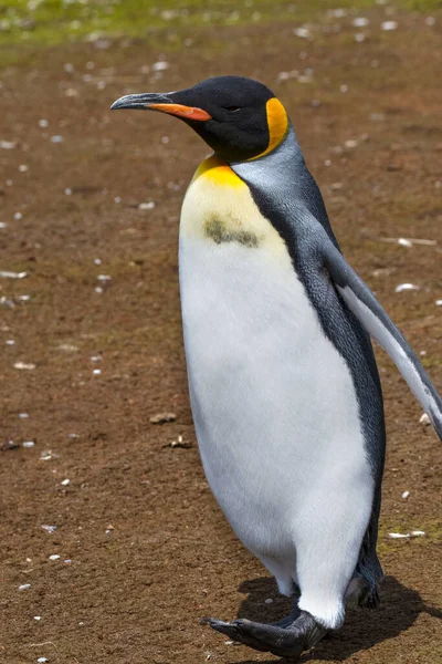 Tučňák Králův Procházce Dobrovolnickém Místě Falklandy — Stock fotografie