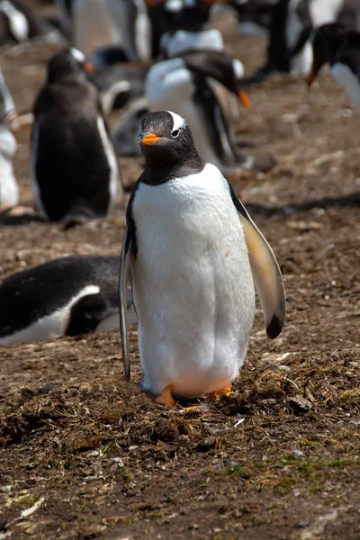 Portrait Gentoo Penguin Colony Volunteer Point Falkland Islands — Stock Photo, Image