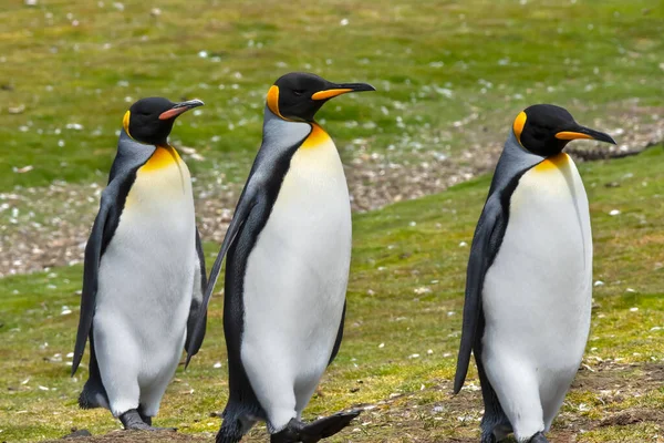 Drie King Penguins Uit Voor Een Wandeling Volunteer Point Falkland — Stockfoto
