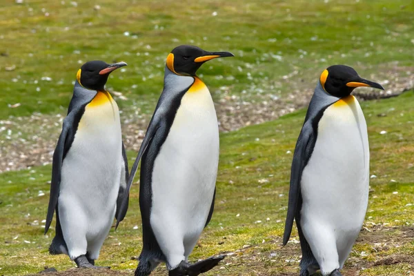 Trois Manchots Rois Promènent Volunteer Point Dans Les Îles Malouines — Photo