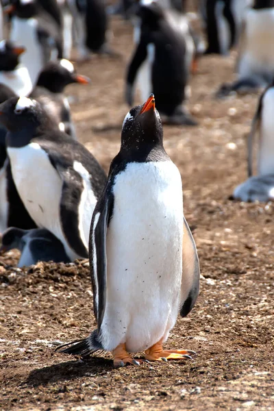 Gentoo Penguin Con Colonia Volunteer Point Islas Malvinas —  Fotos de Stock