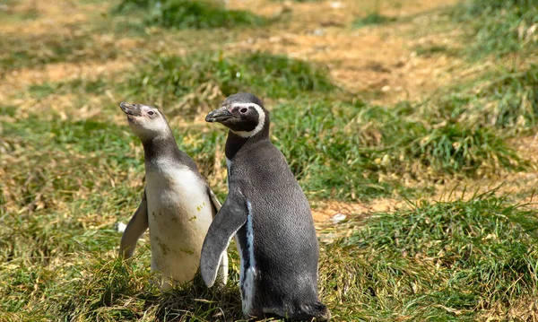 Två Magellanska Penguins Vuxen Och Brud Magdalena Island Chile — Stockfoto