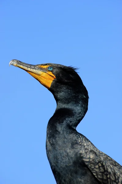 Perfil de Cormorão Duplo Crested — Fotografia de Stock