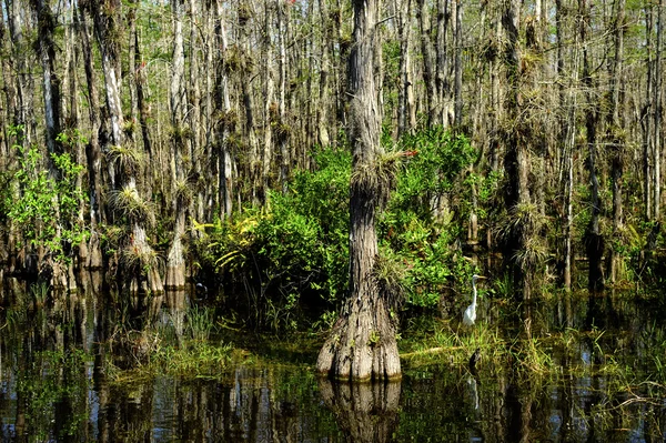 Everglades parque nacional — Fotografia de Stock