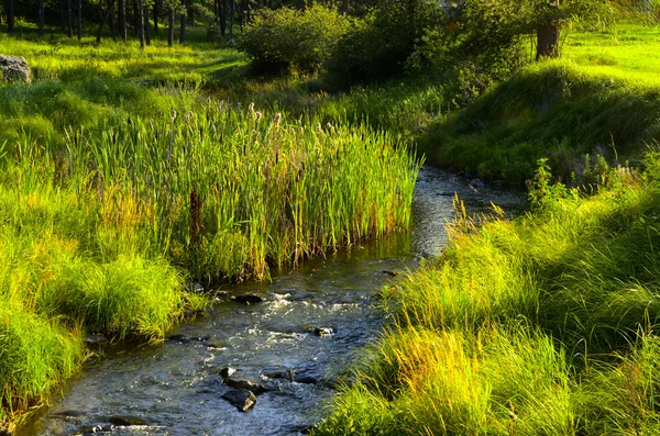 Creek w Custer State Park — Zdjęcie stockowe