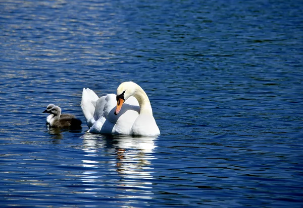 Knobbelzwaan — Stockfoto