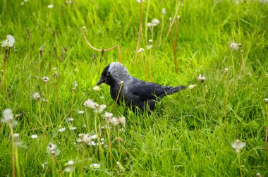 Batı küçük karga