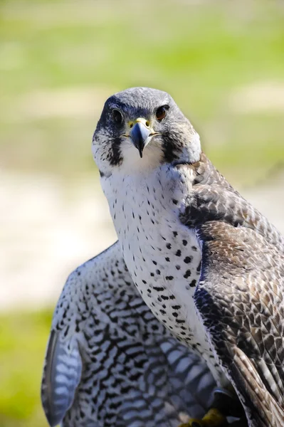 Híbrido de um Gyr e Peregrine Falcon — Fotografia de Stock