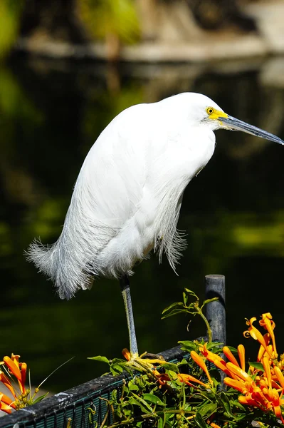 Seidenreiher — Stockfoto