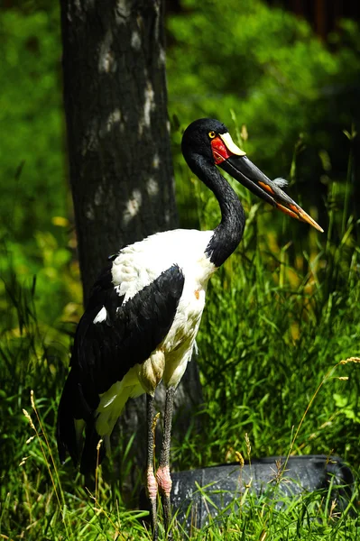 Sattelschnabelstorch — Stockfoto