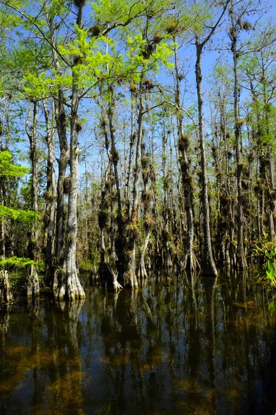 Everglades Ulusal Parkı — Stok fotoğraf