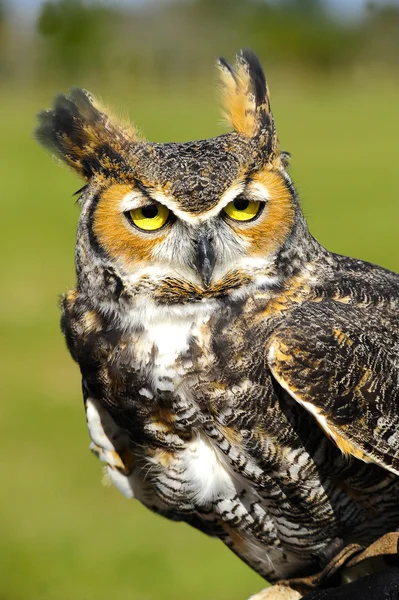 GGreat Horned Owl — Stockfoto