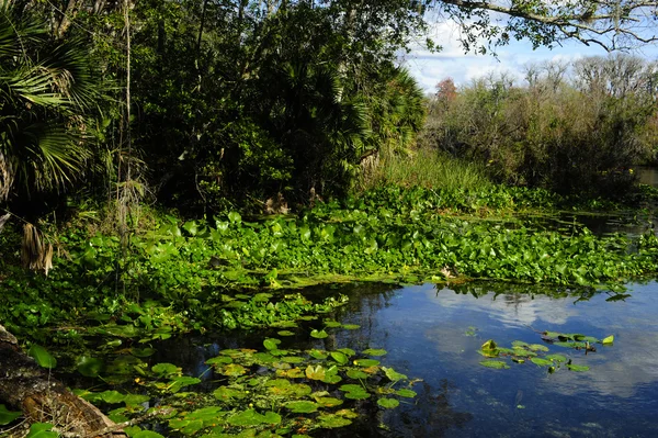 Wekiwa springs Devlet Parkı — Stok fotoğraf