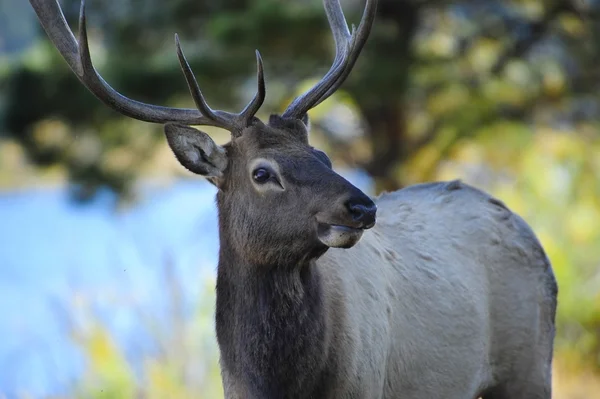 Boğa elk — Stok fotoğraf