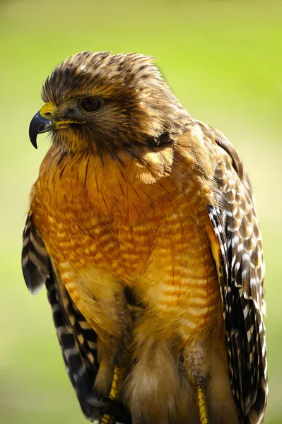 Röd axeln hawk — Stockfoto