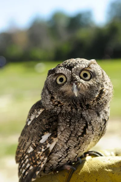 Screech Owl — Stock fotografie