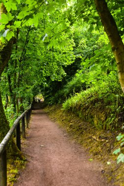 Orman iz Wartburg Castle