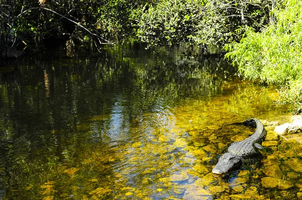 Aligator w Everglades Obrazy Stockowe bez tantiem