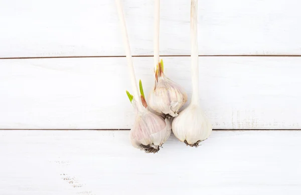Beyaz arkaplanda sarımsak