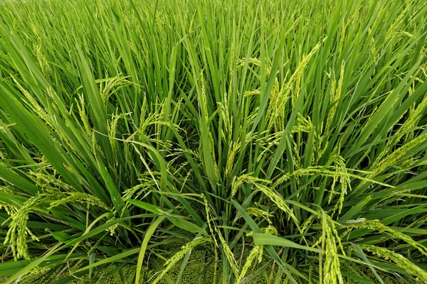 Champ de riz dans l'eau — Photo